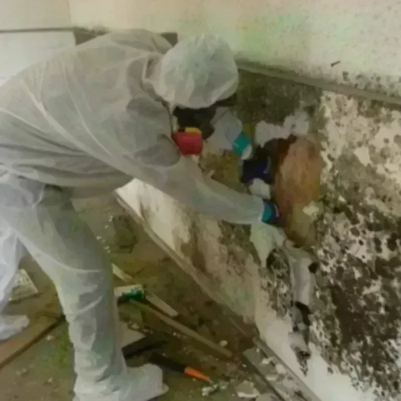 Mold Remediation and Removal in Fairmont City, IL